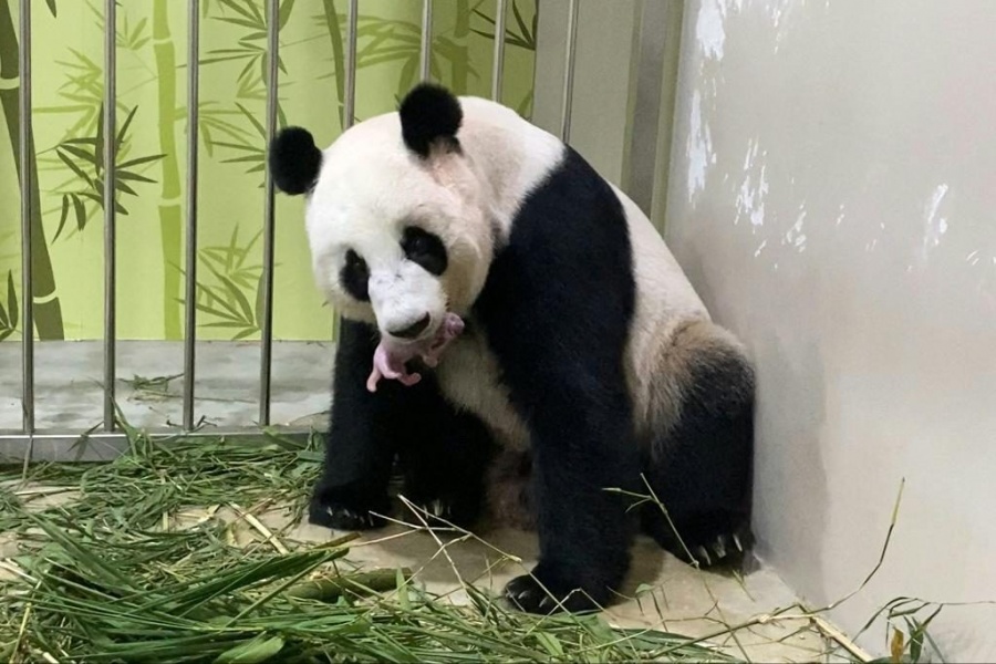 Por primera vez, nace panda en zool&oacute;gico de Singapur