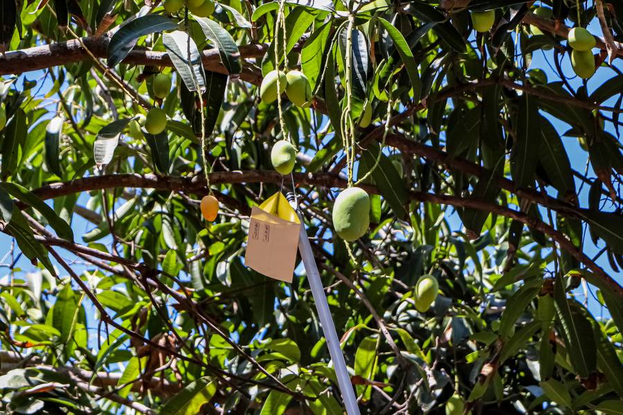 Agricultura busca erradicar en Colima brote de mosca del Mediterráneo