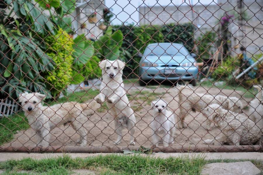 Consejo Ciudadano atiende mil 200 reportes de maltrato animal