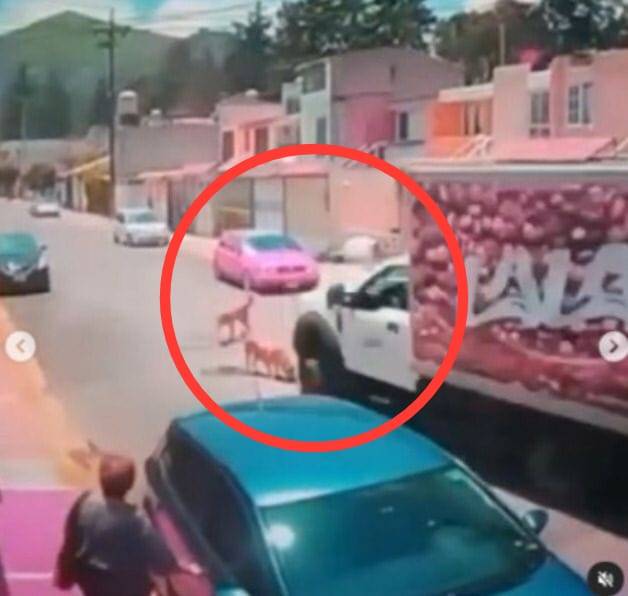Buscan a responsable de atropellar a un lomito con un cami&oacute;n de Lala