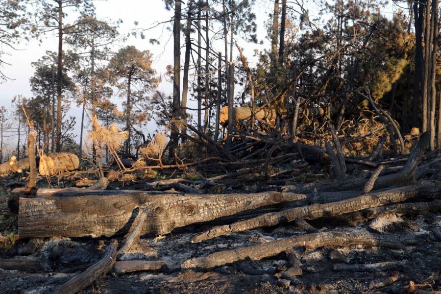 Detiene la SSC a probables responsables de cometer delitos contra el medio ambiente