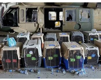 Niega EEUU haber abandonado sus perros en Kabul