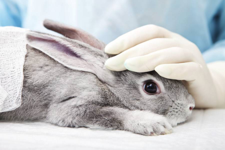 Darán cárcel a quien experimente en animales para fabricar productos cosméticos