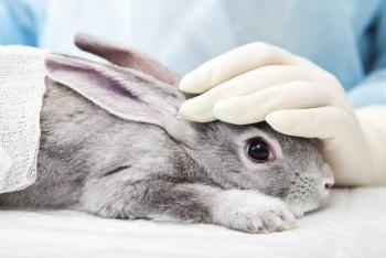 Dar&aacute;n c&aacute;rcel a quien experimente en animales para fabricar productos cosm&eacute;ticos