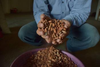 Buscan alternativas para potenciar cadena productiva del cacao