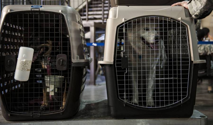 Impulsan multa de hasta 22 mil pesos por maltrato animal en traslados aéreos