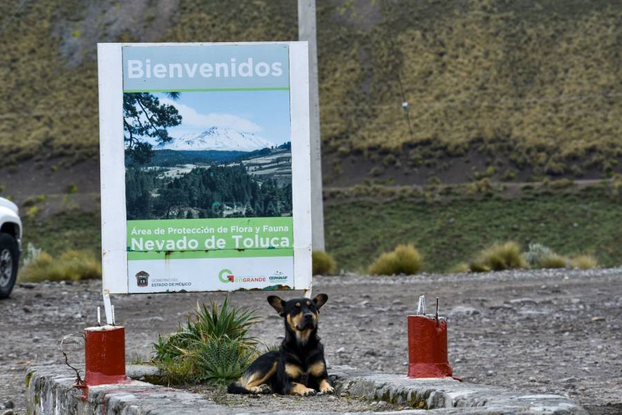 Urgen a crear campañas para el cuidado de las mascotas