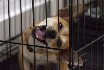 Es falso que los perros y gatos contagien a los seres humanos de Covid-19: Ylenia M&aacute;rquez Pe&ntilde;a