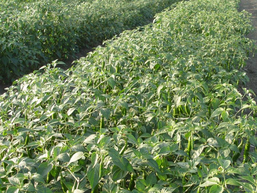 Crece producción de chile verde en México y demanda en mercados internacionales