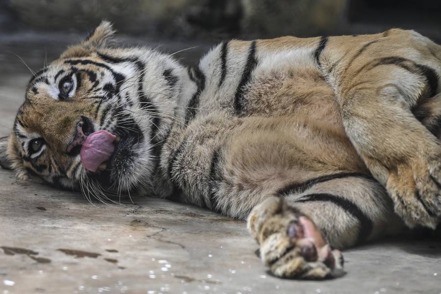 En el zoológico de Washington seis leones y tres tigres contrajeron Covid-19