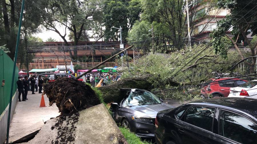 Árbol cae en calles de Miguel Hidalgo; no hay lesionados