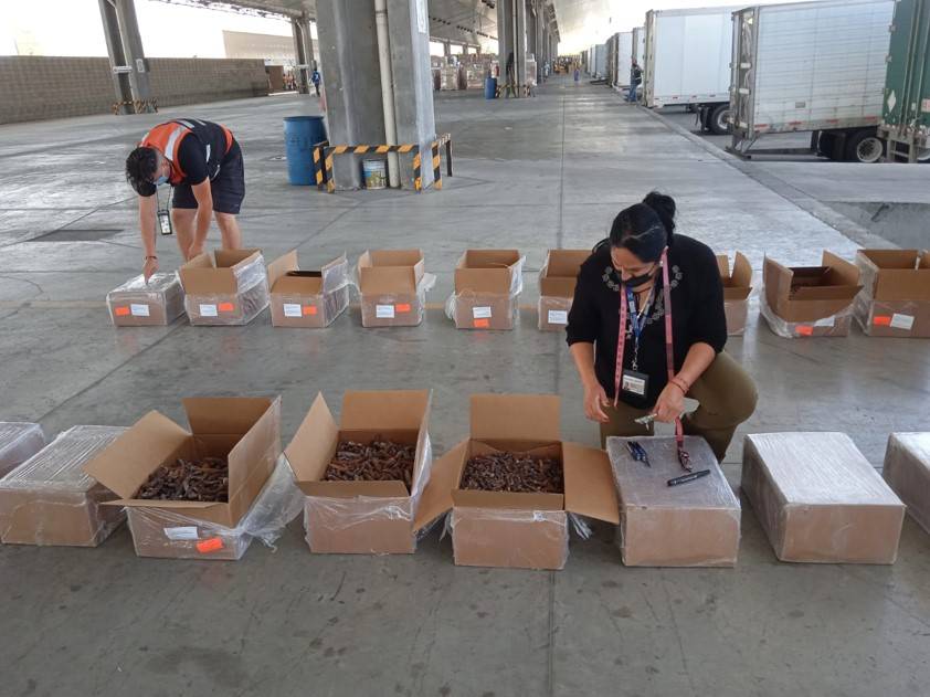 Autoridades retienen media tonelada de pepino de mar seco en Tijuana