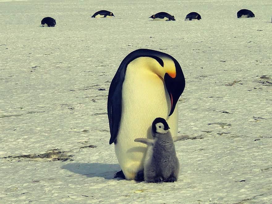 En Sud&aacute;frica m&aacute;s de 60 pinguinos murieron debido a picaduras de abejas