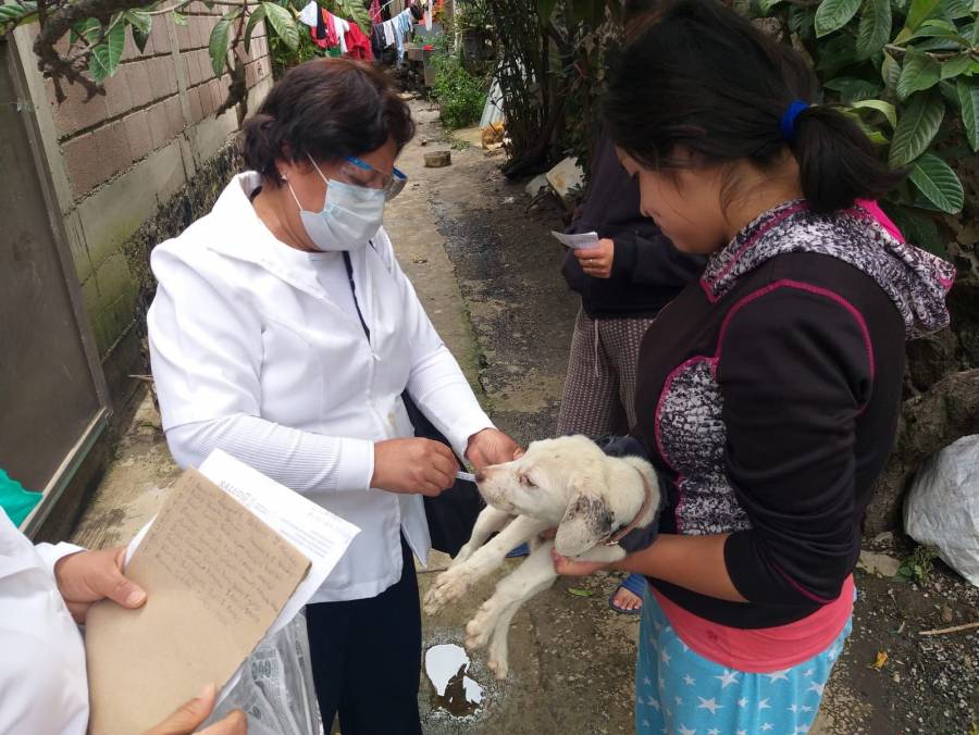 Inició la campaña de vacunación antirrábica en la CDMX