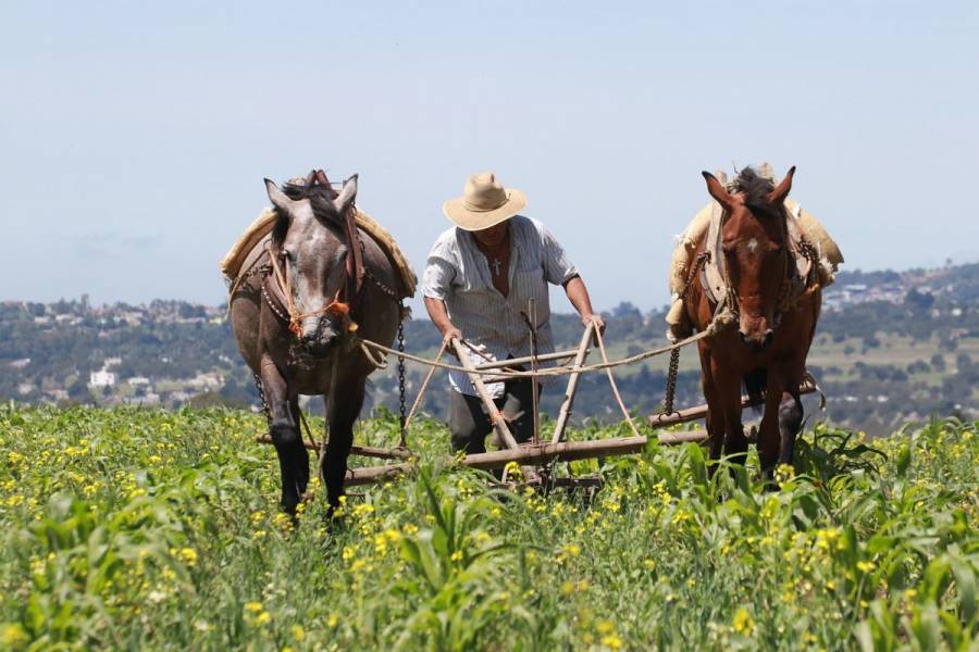 Agricultores mexicanos, expuestos a riesgos de infección por Covid-19