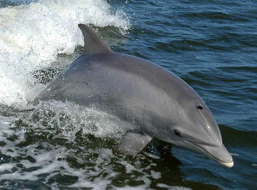 En una playa de Argentina encontraron 15 delfines muertos