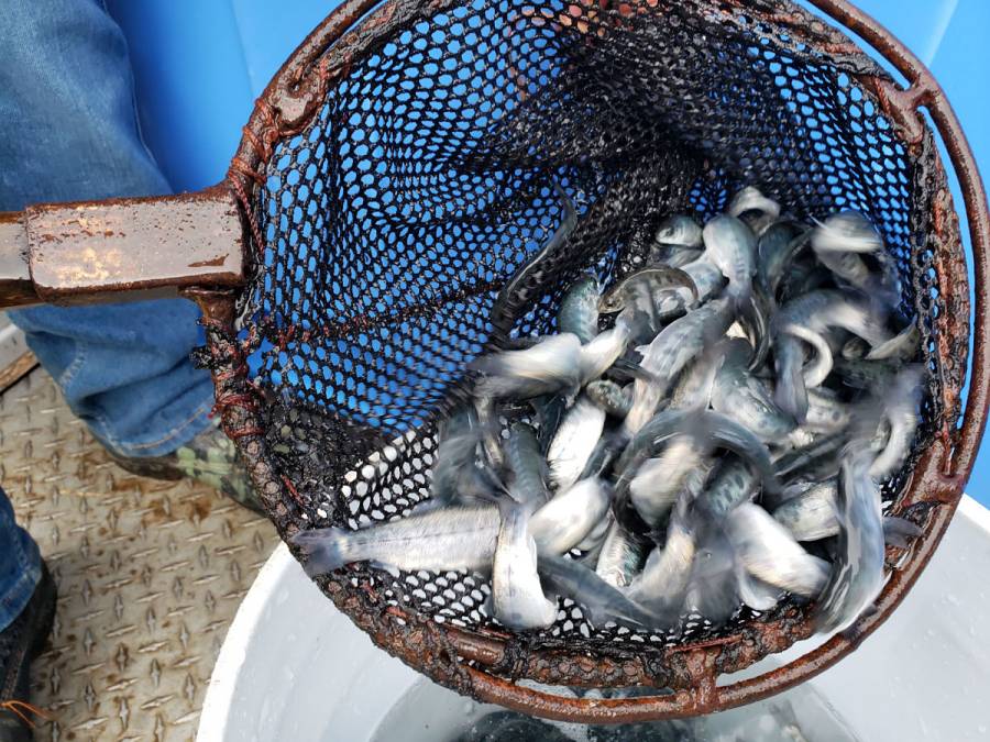 Agricultura promueve crianza de peces en zonas áridas y semiáridas de México