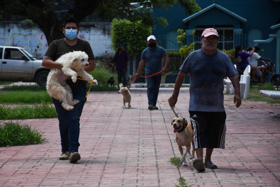 Buscar elevar a rango constitucional protección a animales