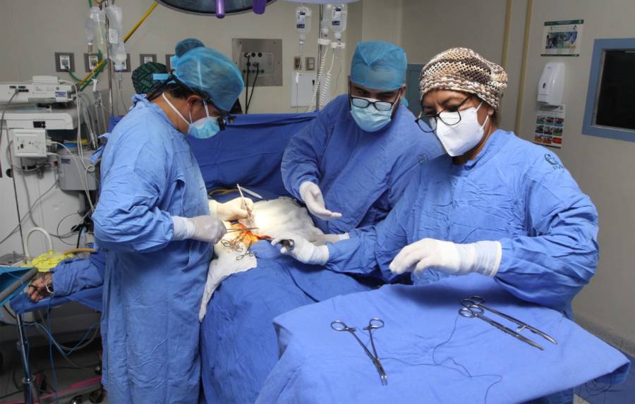 Pese a pandemia, IMSS ha realizado más de mil trasplantes en lo que va de 2021
