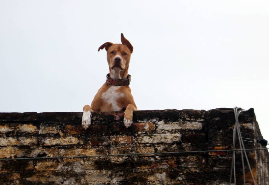 Corea del Sur podría prohibir el consumo de la carne de perro