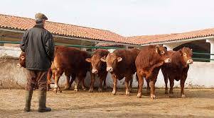 Exportan m&aacute;s de 1 mill&oacute;n de bovinos a EU