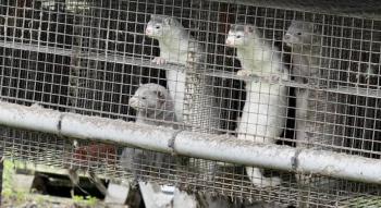 Dinamarca planea extender prohibici&oacute;n de crianza de visones
