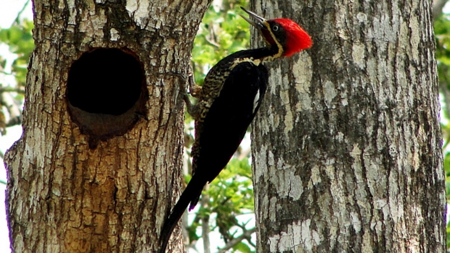 EEUU declara extintas permanentemente 23 especies