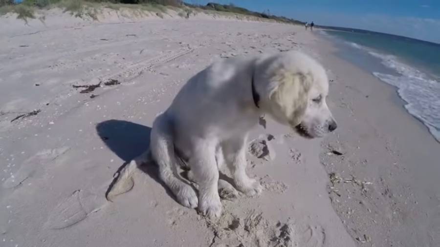 Video: Mar destruye castillo de arena de un perrito; esta fue su reacción