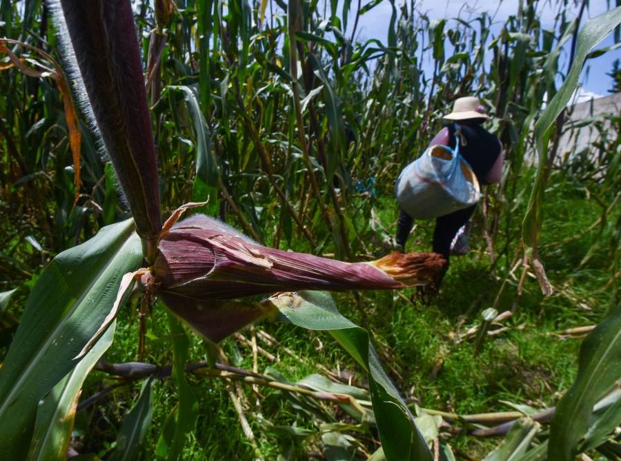 Con reforma agraria, en Per&uacute; capacitar&aacute;n a campesinos