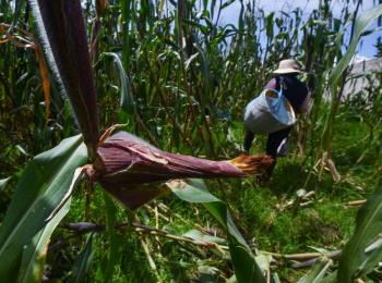 Con reforma agraria, en Per&uacute; capacitar&aacute;n a campesinos