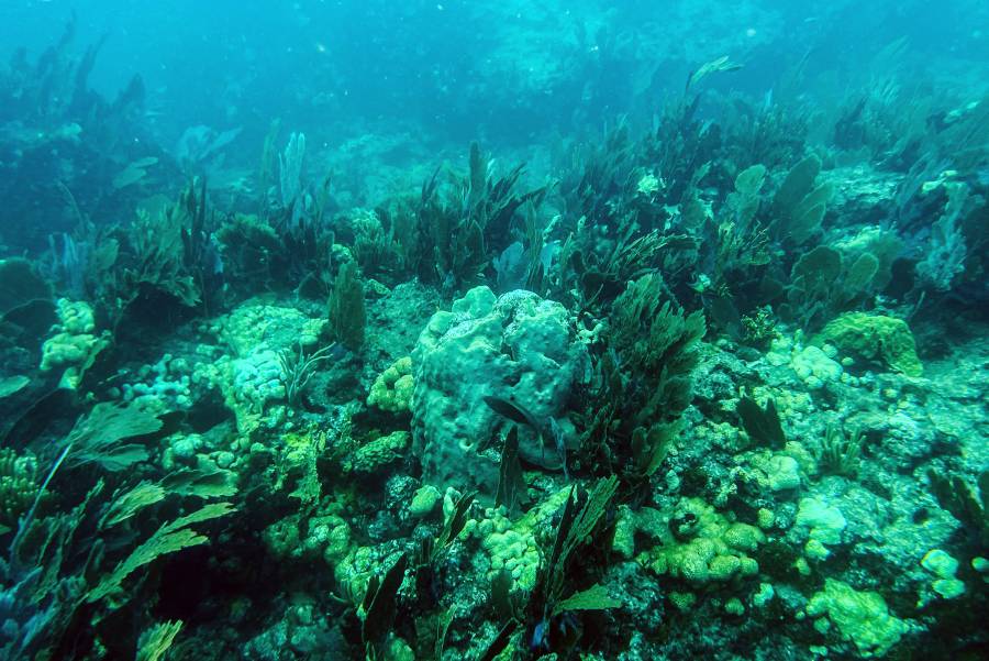 Alertan que 14% del coral en el mundo desapareció entre 2009 y 2018