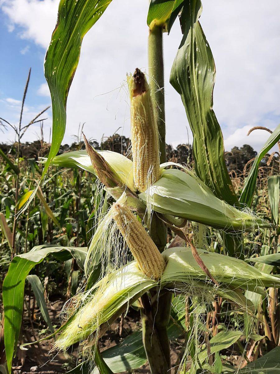 Colpos desarrolla variedades mejoradas de ma&iacute;z palomero para potenciar su cultivo