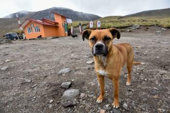 Abandono de mascotas se incrementó por la pandemia, alertan 