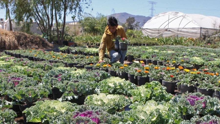 Crecen exportaciones  de flores, miel, cítricos y fresas, a julio pasado