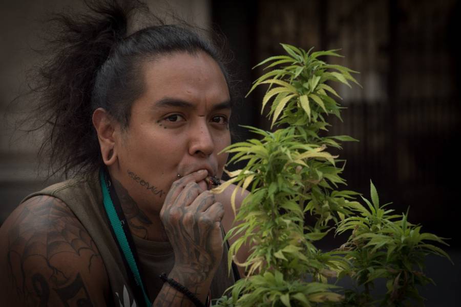 Perfila SCJN perpetuar cárcel para personas usuarias de cannabis, lamenta MUCD