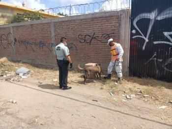 Decomisa Guardia Nacional en Mazatlán 20 kilos de marihuana