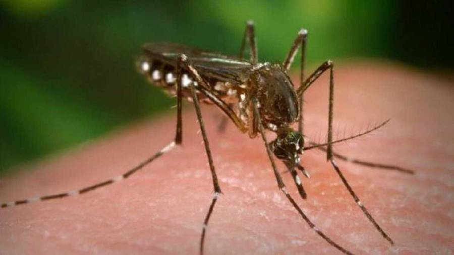 OMS alerta de brote de fiebre amarilla en Venezuela