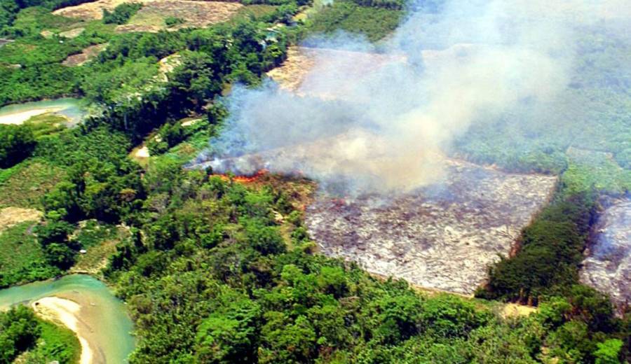 Senado pide reforzar campañas informativas sobre repercusiones de tala forestal y selvática