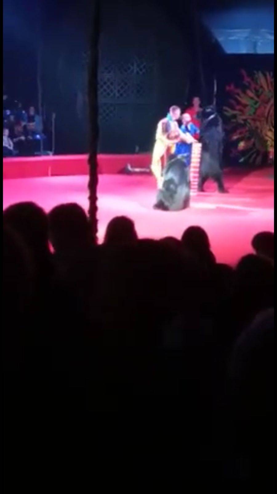 Video: En pleno show de circo, oso ataca a entrenadora