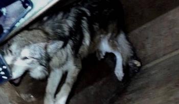 Capturan a lobo gris mexicano que escap&oacute; de un parque en el Edomex