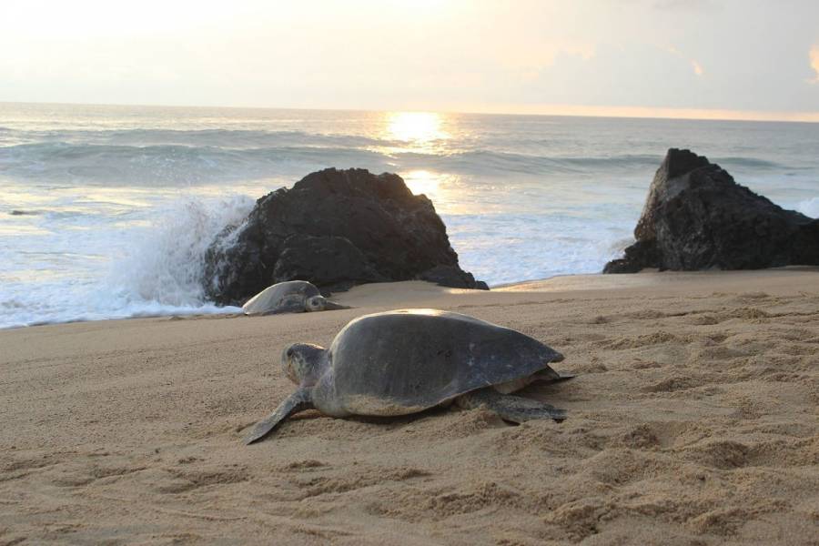 Investigan muerte de 300 tortugas marinas en Oaxaca