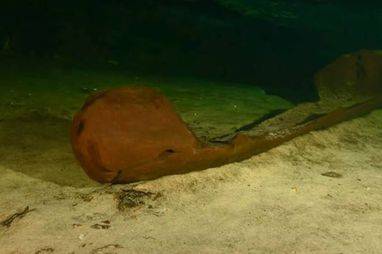 Encuentran canoa maya prehisp&aacute;nica en Yucat&aacute;n