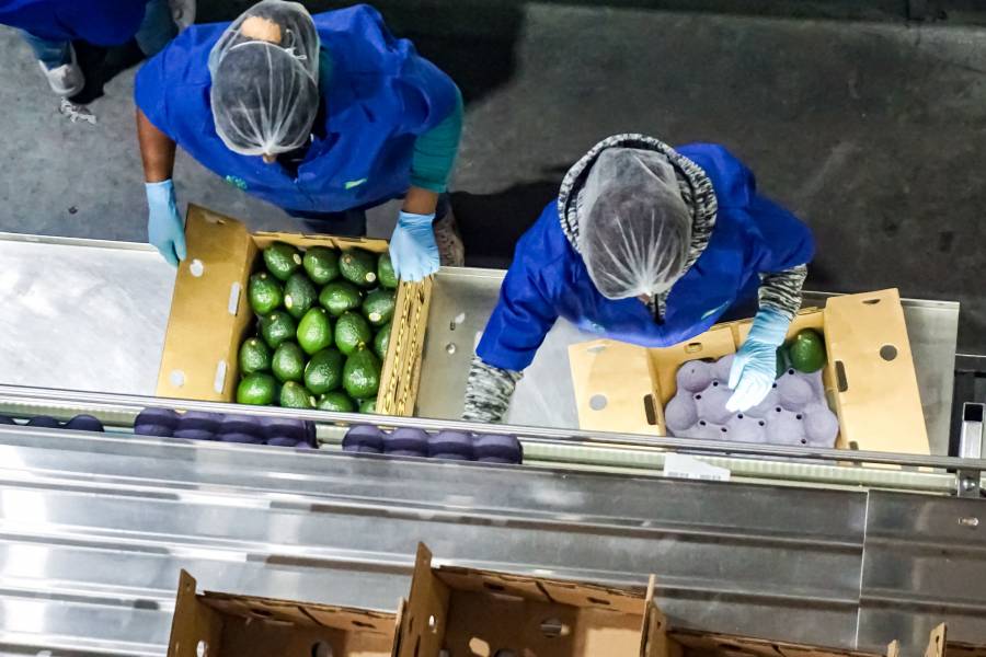 Carne de cerdo, harina de pescado y aguacate, productos agroalimentarios mexicanos m&aacute;s demandados en China