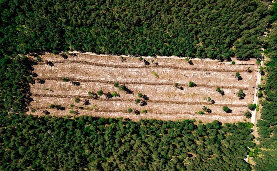 Líderes mundiales se comprometen a detener la deforestación en 2030