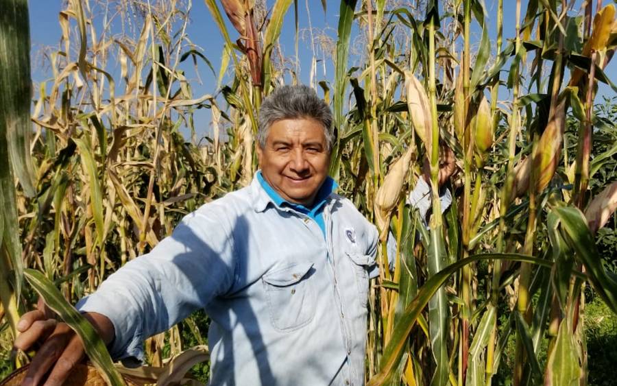 Avanza productividad de maíz en Tabasco: Sader