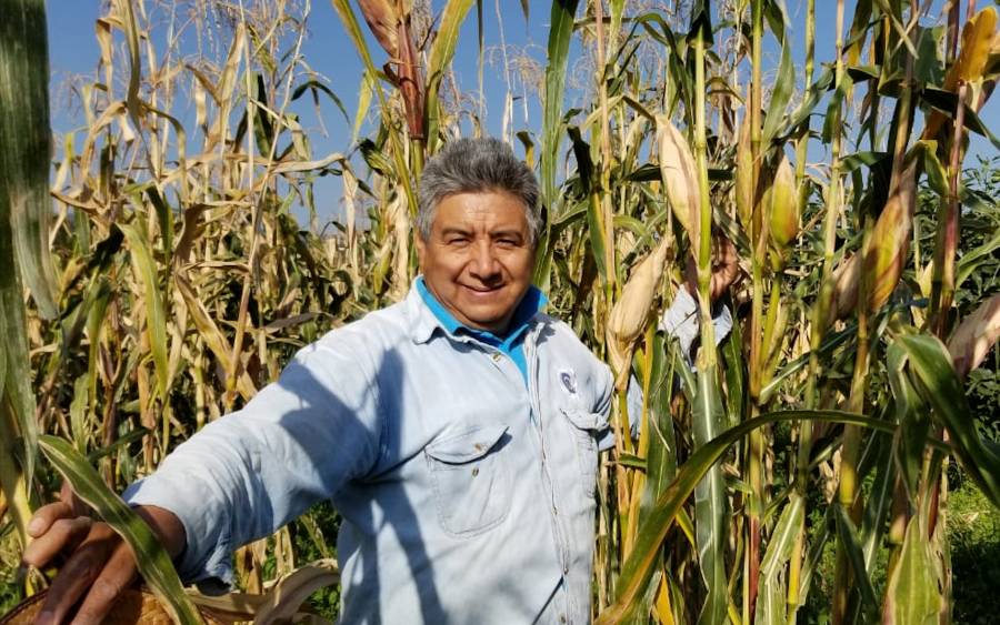 Avanza productividad de ma&iacute;z en Tabasco: Sader
