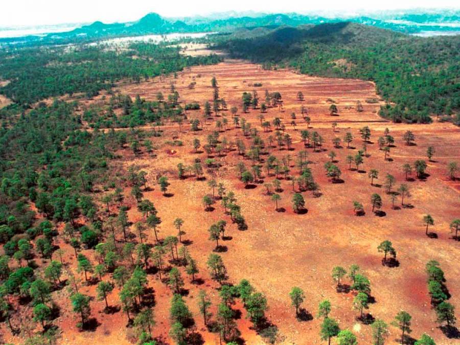 México no firmó acuerdo de la COP26 para poner fin a la deforestación