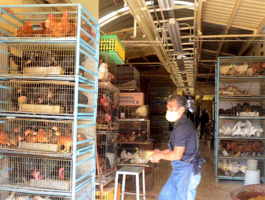 GobCDMX buscará evitar venta de animales en el Mercado de Sonora