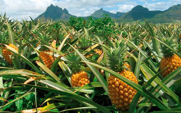 México, séptimo exportador mundial de piña