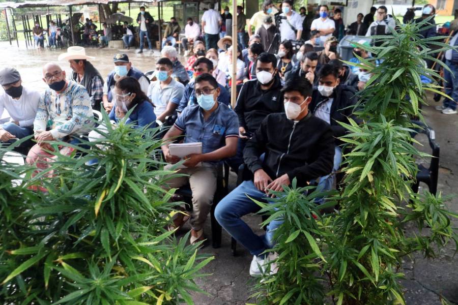 Adiós reforma eléctrica, Senado dará prioridad a la regulación de la cannabis